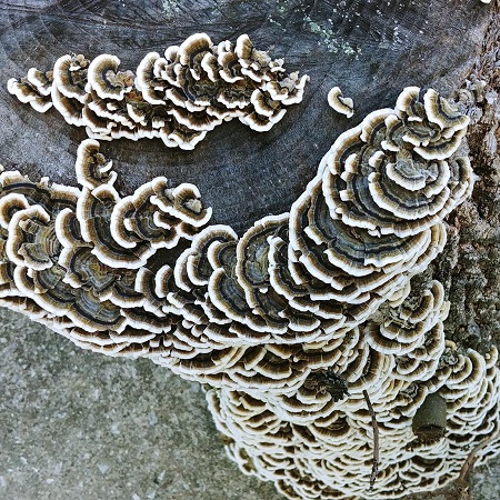 patterns-nature-fungi-450